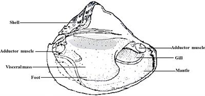 Presence of immune factors in freshwater mussel (Hyriopsis cumingii) entails autologous serum an essential component in the culture of mantle cells